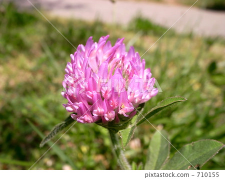 Murasakitetsukusa 710155