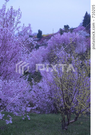 double weeping rosebud cherry, weeping forsythia, cherry blossom 710205