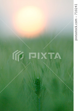 Wheat field 710241