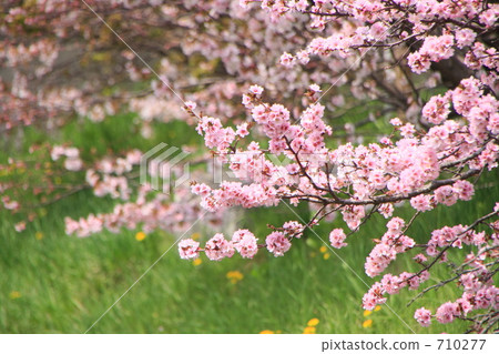 Chishima Sakura Chishima Sakura 710277