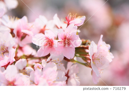 Chishima Sakura Chishima Sakura 710279