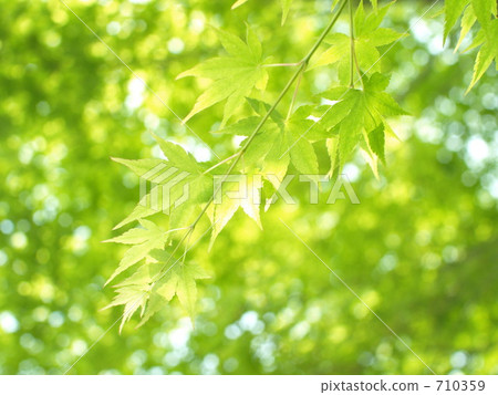 Clear green Clear green 710359