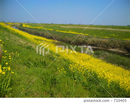 Rape blossoms along the river _ 2 710405