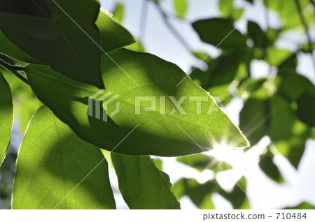 Sunbeams Sunbeams 710484