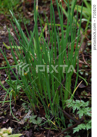 香蔥 山野菜 春天 710820