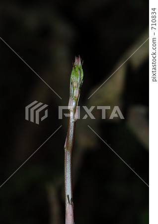 菝 山野菜 春天 710834