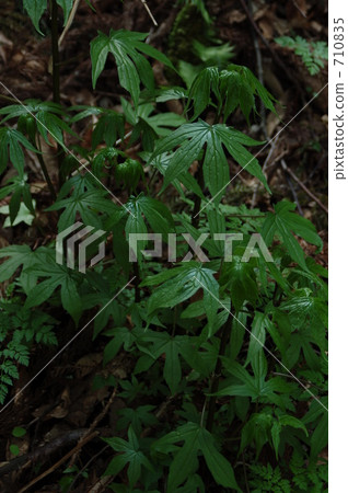 shitoke mushroom, momoji leaves, edible wild plants 710835