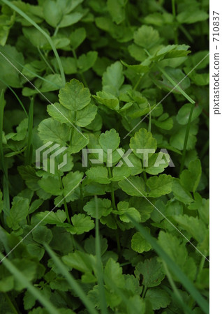 Japanese Parsley Edible Wild Plants Spring Stock Photo 7107
