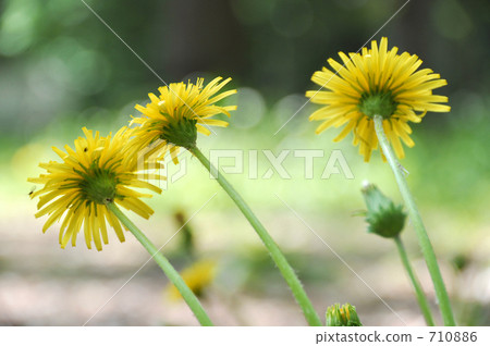 Japan (Cantho) Back of the dandelion Japan (Cantho) Back of the dandelion 710886