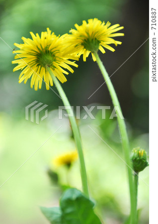 Japan (Cantho) Back of the dandelion 710887