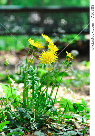 日本（Kantou）蒲公英在保護圍欄一邊 710888