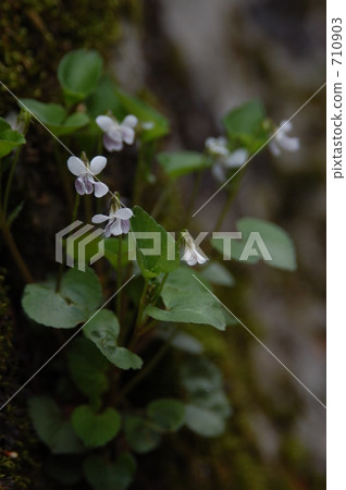 violet, violets, white 710903