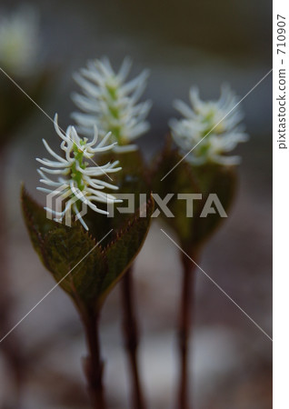 金粟蘭根 野花 野草 710907