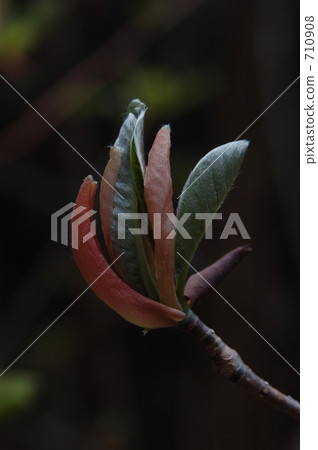 japanese whitebark magnolia, colorfull, colorfully 710908