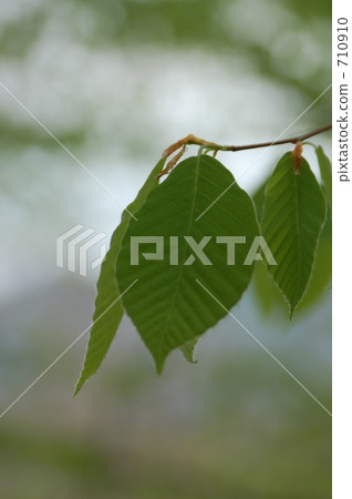 fagus japonica, sprouting, spring 710910