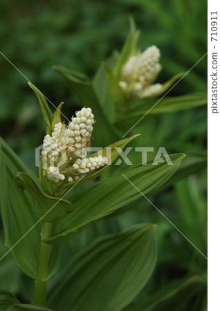 american hellebore, summer, white 710911