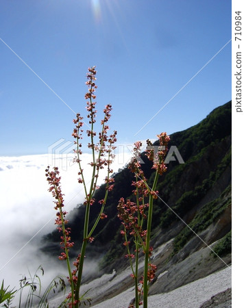 紫紅色 哈庫山 七月 710984