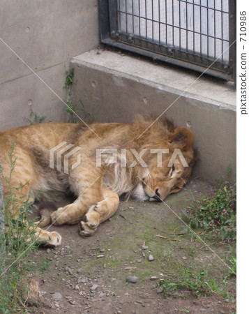 獅子 旭山動物園 九月 710986