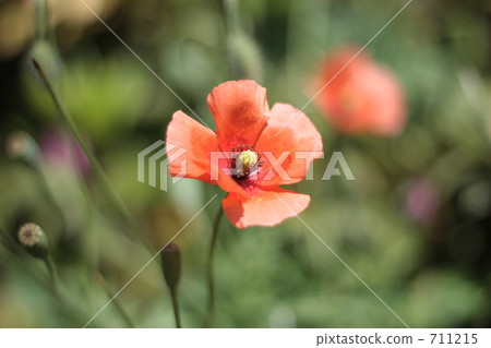 遼吉側金盞花 牛角花 毛茛科 711215