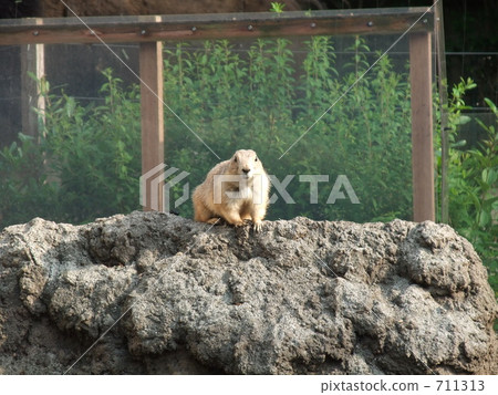 Ogro草原土撥鼠 711313