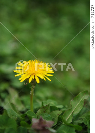 Dandelion 711727