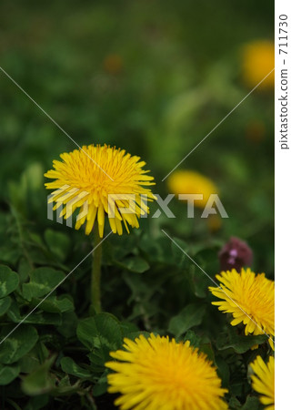 Dandelion 711730