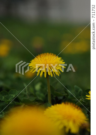 Dandelion 711732