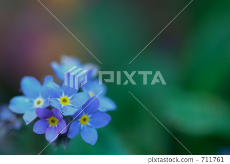 沼澤勿忘我 勿忘草 植物 711761
