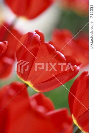 花卉 花卉 712053