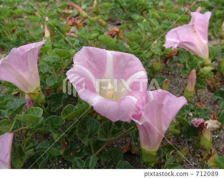 Miura的海灘很漂亮 Miura的海灘很漂亮 712089