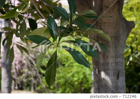 我的Numata Rice·Spring Mite Bass（Fagaceae） 712246