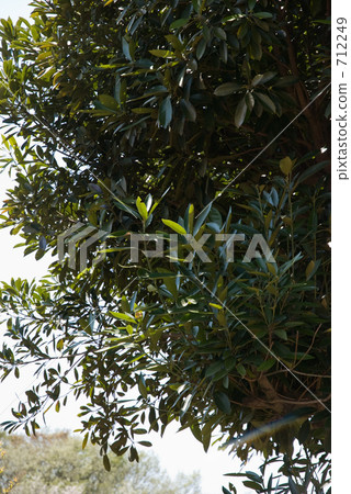 我的Numata Rice·Spring Mite Bass（Fagaceae） 712249