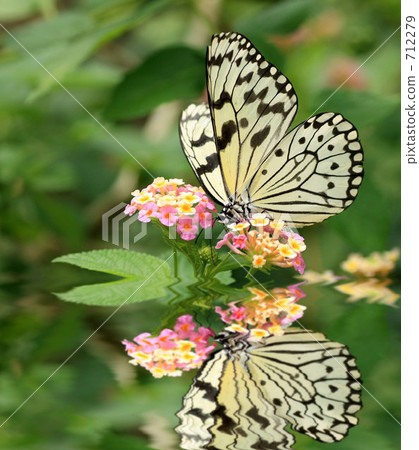 Butterfly 712279