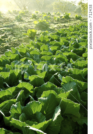 早晨薄霧柴圓白菜領域 712438