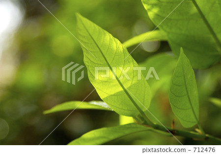 Transparent young leaves 712476