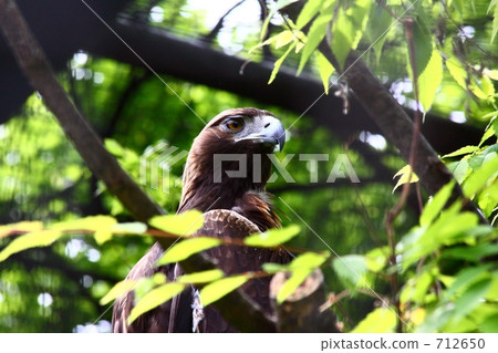 Eagle's eagle Eagle's eagle 712650