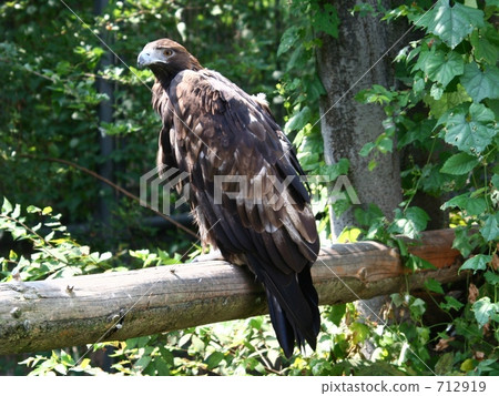 鷹之鷹 鷹之鷹 712919