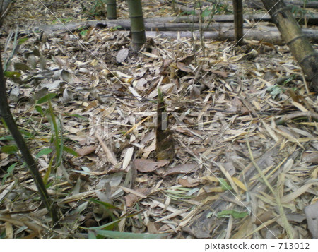 Bamboo shoot 713012