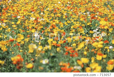 Popy - Field Popy - Field 713057