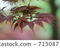 Autumn leaves 713087