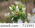 White azalea bud 713091