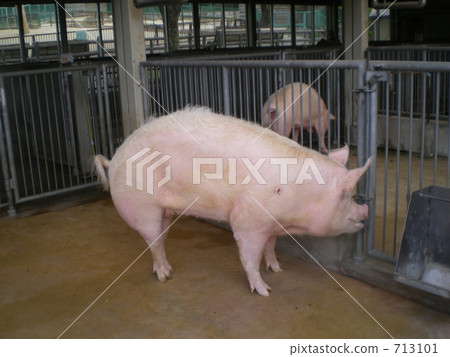 pig	 713101