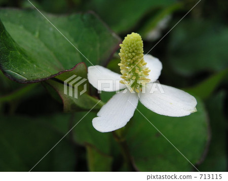 Dawn grass flower 713115