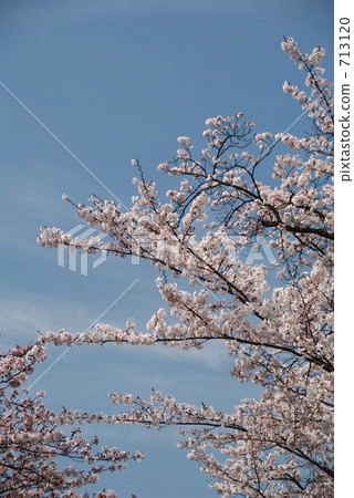 Cherry Blossoms   713120