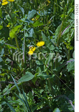 我的Numata Rice·Spring Nogee（Asteraceae） 713252