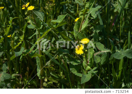 我的Numata Rice·Spring Nogee（Asteraceae） 713254