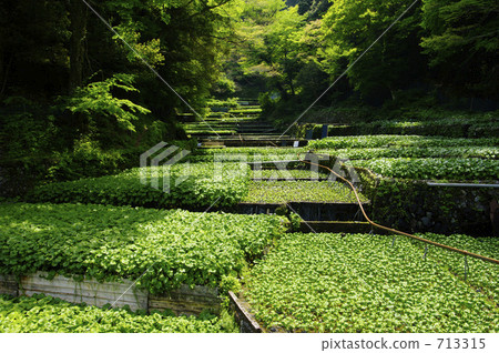 Mountain Awa field of raft 713315