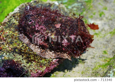 Abalone 713340