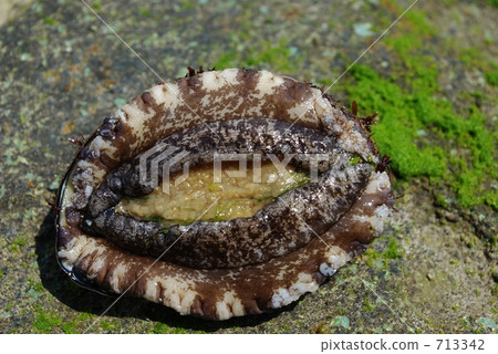 Abalone 713342