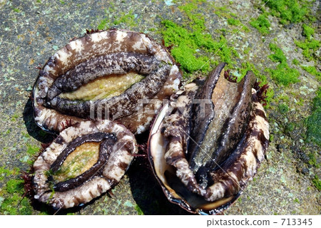 Abalone 713345
